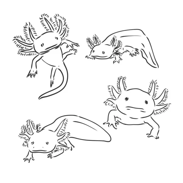 Vetor gravura antiga ilustração de salamandra axolotl isolado sobre fundo branco —  Vetores de Stock