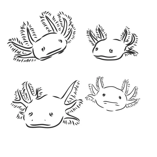 Grabado antiguo vectorial ilustración de salamandra axolotl aislada sobre fondo blanco — Vector de stock