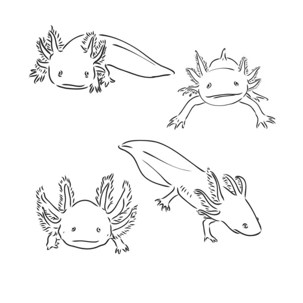 Vetor gravura antiga ilustração de salamandra axolotl isolado sobre fundo branco — Vetor de Stock