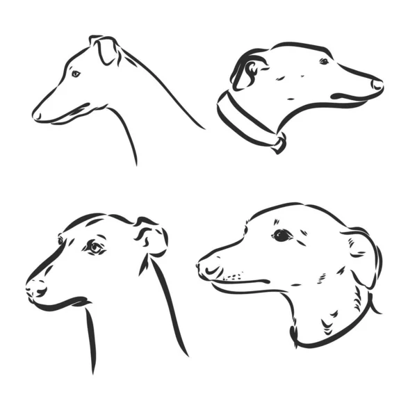 Greyhound hond freehand potlood, met de hand getekend, geïsoleerd op witte achtergrond. — Stockvector