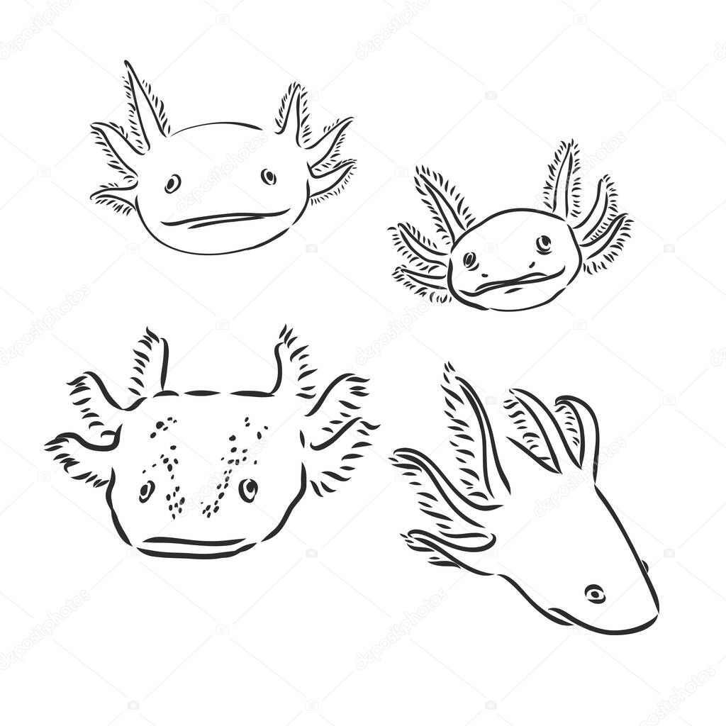 Vector antique engraving illustration of axolotl salamander isolated on white background
