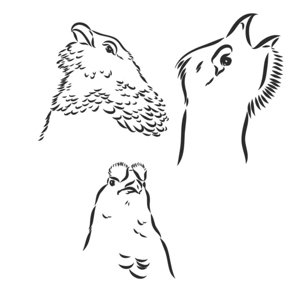 ベクトル, スケッチ, 鳥ライチョウの描き下ろしイラストを手 — ストックベクタ