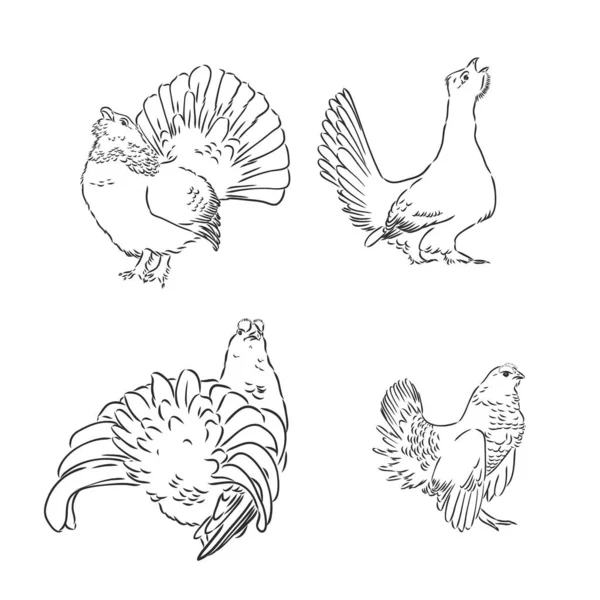 Wektor, szkic, ilustracja z głuszec ptak — Wektor stockowy