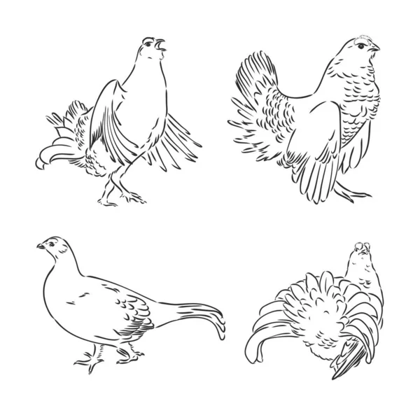 ベクトル, スケッチ, 鳥ライチョウの描き下ろしイラストを手 — ストックベクタ