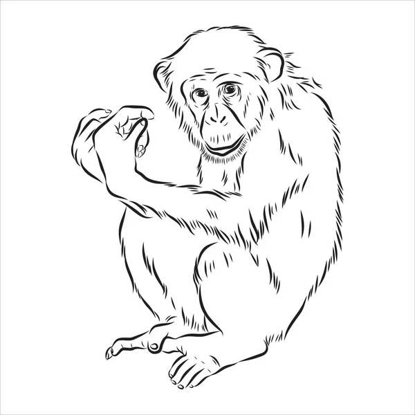 Met de hand getekend schets stijl illustratie van aap gezicht. Chinees dierenriemteken. Jonge Chimpansee. Vectorillustratie. — Stockvector