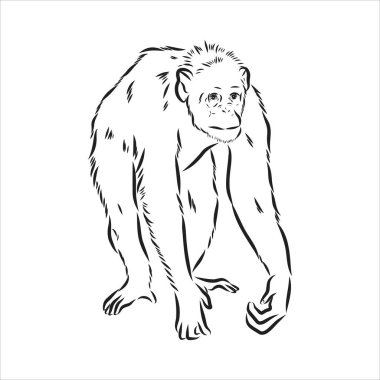 Maymun suratının el çizimi tasviri. Çin burcu. Genç şempanze. Vektör illüstrasyonu.