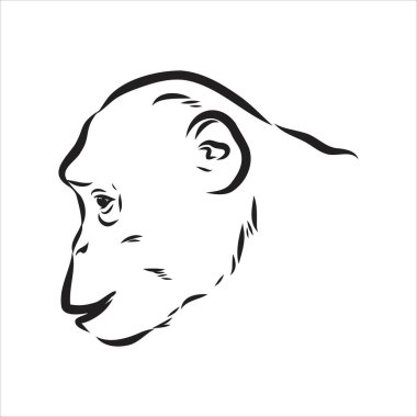 Maymun suratının el çizimi tasviri. Çin burcu. Genç şempanze. Vektör illüstrasyonu.