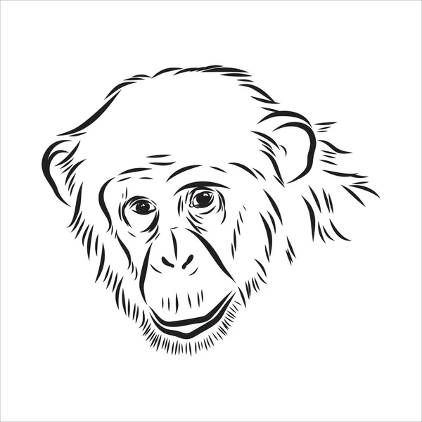 Met de hand getekend schets stijl illustratie van aap gezicht. Chinees dierenriemteken. Jonge Chimpansee. Vectorillustratie. — Stockvector