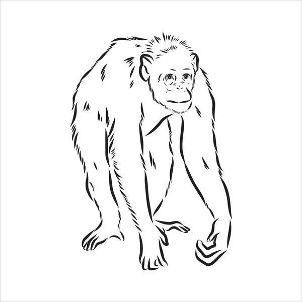 Illustration dessinée à la main du visage de singe. Signe du zodiaque chinois. Jeune Chimpanzé. Illustration vectorielle. — Image vectorielle