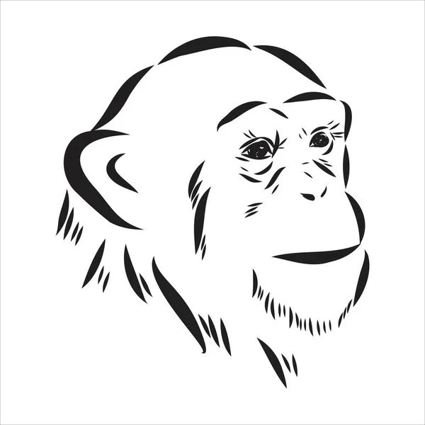 Maymun suratının el çizimi tasviri. Çin burcu. Genç şempanze. Vektör illüstrasyonu. — Stok Vektör
