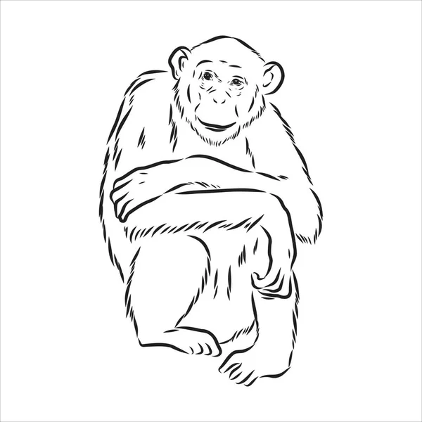 손으로 그린 원숭이 얼굴의 스케치 양식. 중국 황도대의 별자리. 어린 침팬지입니다. 벡터 일러스트. — 스톡 벡터