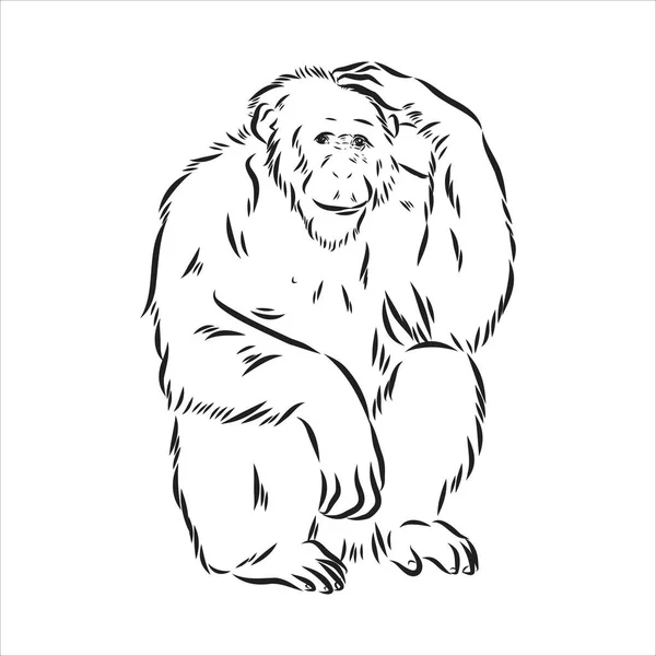 Hand drawn sketch style illustration of monkey face. Chinese zodiac sign. Young Chimpanzee. Vector illustration. — Stock Vector