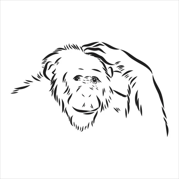 Hand drawn sketch style illustration of monkey face. Chinese zodiac sign. Young Chimpanzee. Vector illustration. — Stock Vector