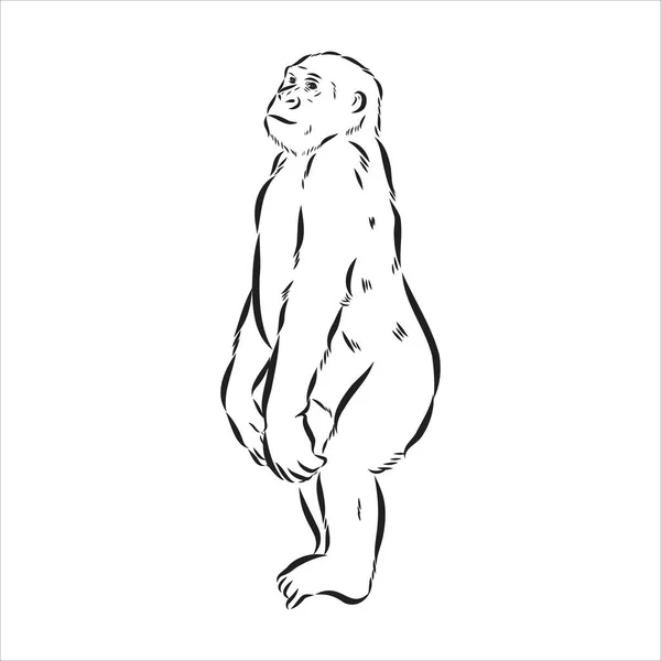 Ručně kreslený náčrtek stylu ilustrace opičí tváře. Čínská značka zvěrokruhu. Mladý šimpanz. Vektorová ilustrace. — Stockový vektor