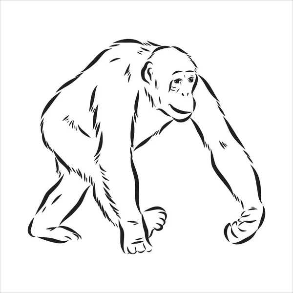 Illustration dessinée à la main du visage de singe. Signe du zodiaque chinois. Jeune Chimpanzé. Illustration vectorielle. — Image vectorielle