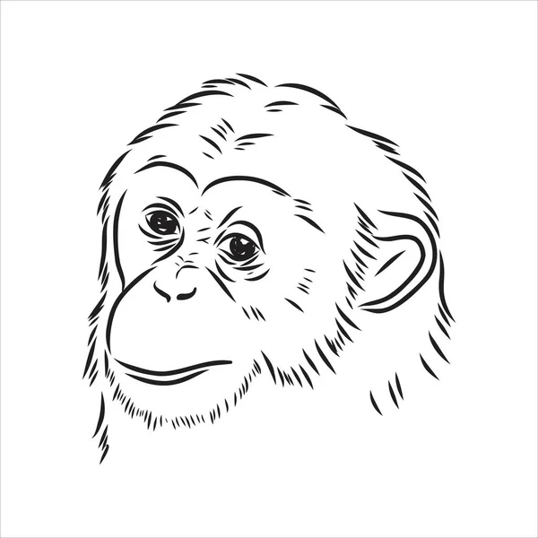 Dibujo dibujado a mano ilustración de estilo de cara de mono. Signo del zodiaco chino. Chimpancé joven. Ilustración vectorial. — Archivo Imágenes Vectoriales