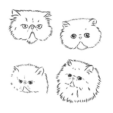 Vektör Çizimi Pers Kedi Vektörü