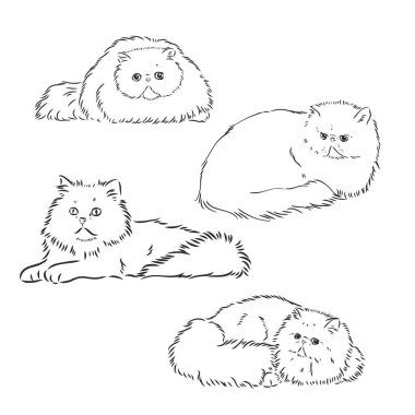 Vektör Çizimi Pers Kedi Vektörü