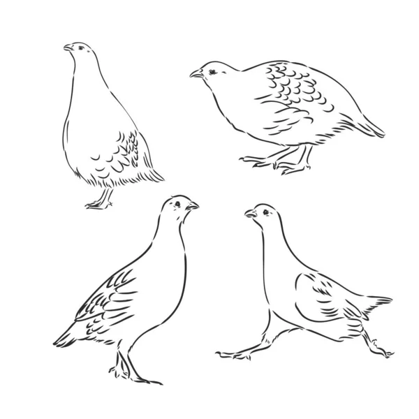Partridge, grouse sketch birds in the village, poultry — Stock Vector