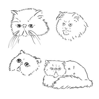 Vektör Çizimi Pers Kedi Vektörü
