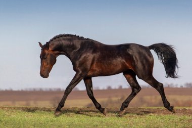 karanlık at çalıştırmak