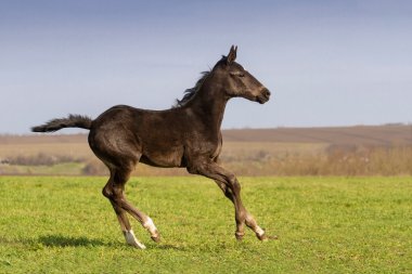 mera üzerinde tayı