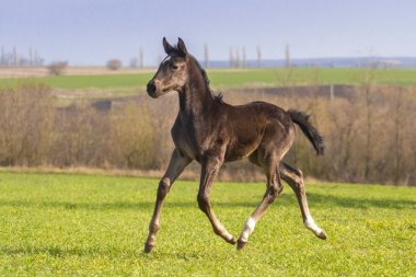 mera üzerinde tayı