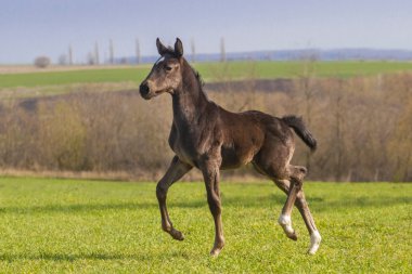 mera üzerinde tayı