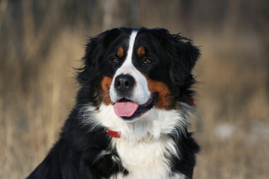 Bernese köpek portrat