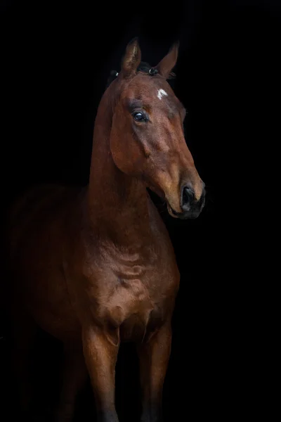 Portret konia na czarny — Zdjęcie stockowe