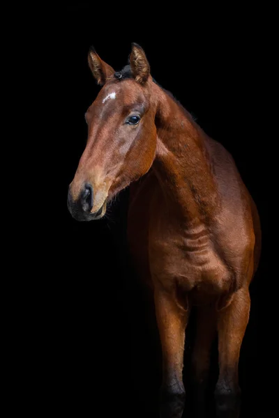 A Fekete ló portré — Stock Fotó