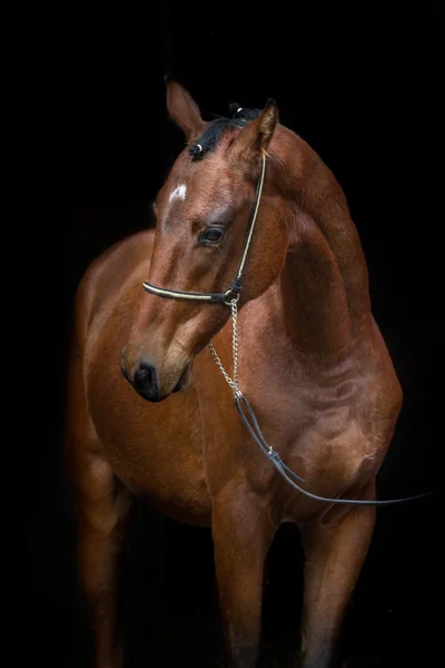 Hřebec, samostatný — Stock fotografie