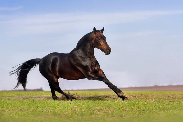 Dark horse run — Stock Photo, Image