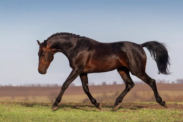 Course de chevaux sombres — Photo