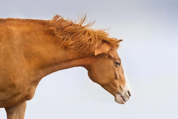 Kırmızı at komik — Stok fotoğraf