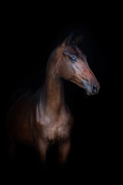 分離された湾の種馬 — ストック写真