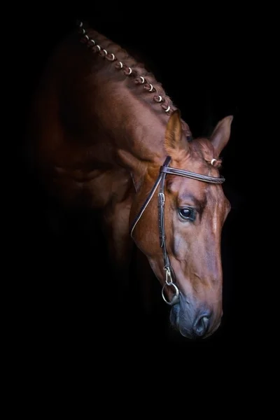 Красная лошадь на черном — стоковое фото