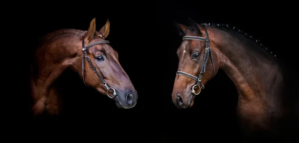 두 말 초상화 — 스톡 사진