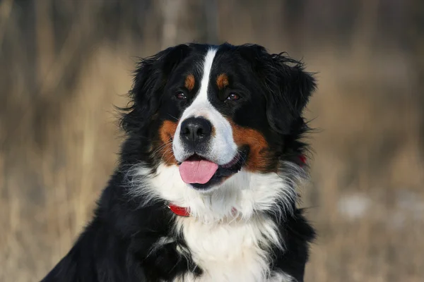 Bernese dog portrat — Stock Photo, Image