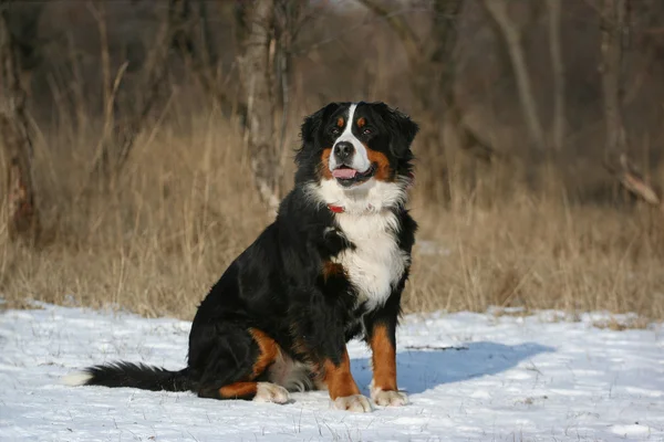 Bernese 狗横向 — 图库照片