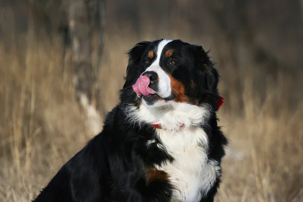 Portrat σκυλί Bernese — Φωτογραφία Αρχείου