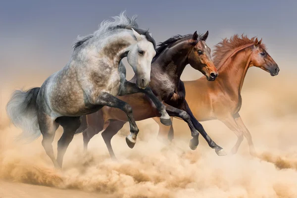 Efectivo de cavalos no deserto — Fotografia de Stock