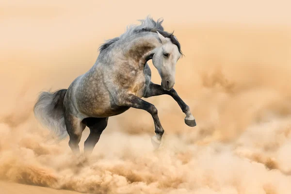 Ló játékpénz — Stock Fotó