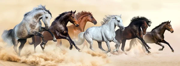 Horses run in desert — Stock Photo, Image