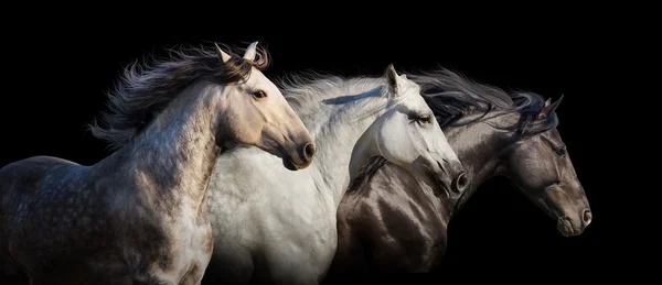 Mozgás a lovak portré — Stock Fotó