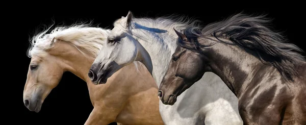 Three horse portrait in motion — Stock Photo, Image