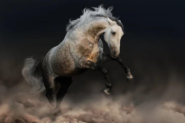 Salto de caballo en el polvo — Foto de Stock