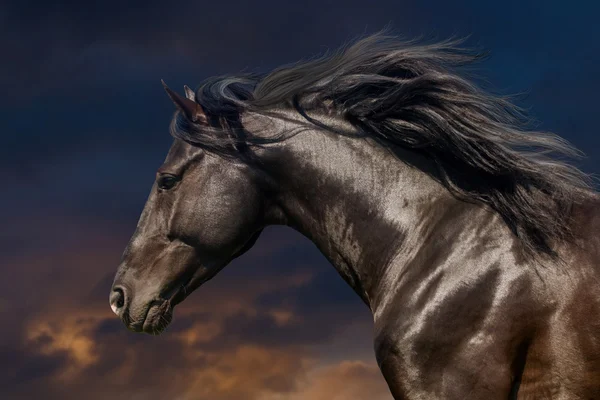 Black stallion portrait — Stock Photo, Image