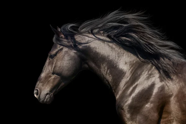 Black stallion on black — Stock Photo, Image