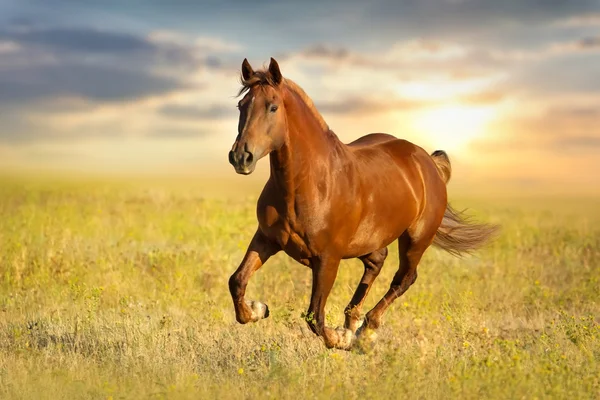 Vermelho mare run — Fotografia de Stock